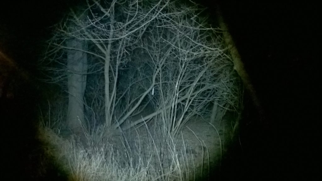 Krzaki oświetlone rozproszonym światłem